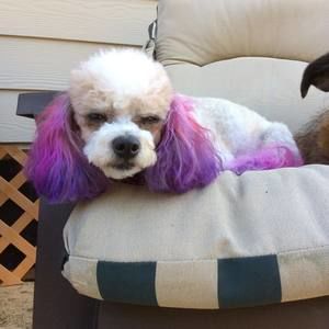 Meet your Posher, Jean